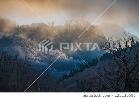 The moment when radiation cooling begins and frost covers the trees in the mountains [Nagano Prefecture] 123136595