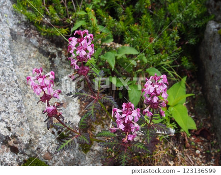 Four-leaved staghorn fern at Senjojiki Cirque, Mount Kiso-Koma 123136599