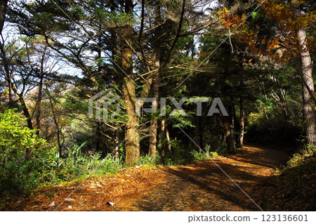 Autumn Matsushima Four Great Views: Reikan - A forest path lined with autumn leaves from the parking lot to Toyama Kannon Autumn Matsushima Four Great Views: Reikan - A forest path lined with autumn leaves from the parking lot to Toyama Kannon 123136601