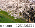 Spring scenery with rows of cherry trees in full bloom 123136831