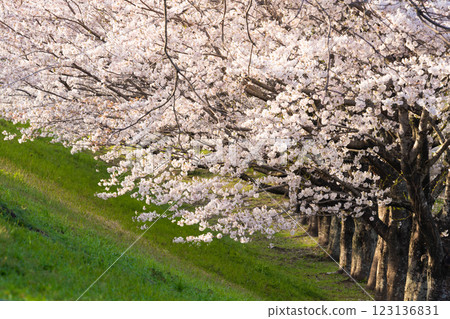 櫻花盛開的春天風景 123136831