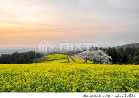 一棵櫻花樹和一片在朝陽下綻放的油菜花田 123136832