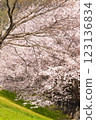 Spring scenery with rows of cherry trees in full bloom 123136834