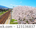 Spring scenery with rows of cherry trees in full bloom 123136837