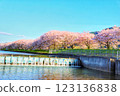 Spring scenery with rows of cherry trees in full bloom 123136838