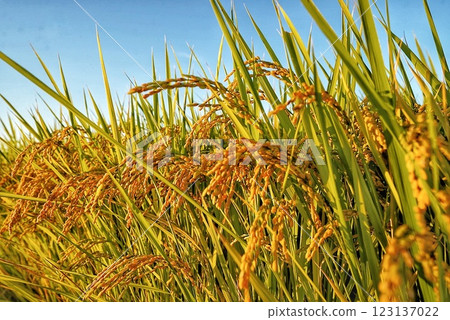 Rice earrings shaking in the wind 123137022