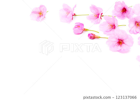 Cherry blossom isolated on white background. Sign of spring 123137066