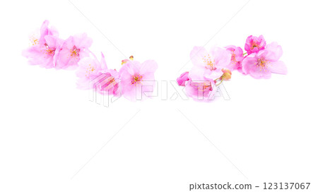 Cherry blossom isolated on white background. Sign of spring 123137067