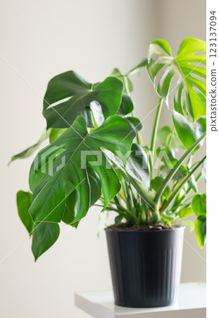 Beautiful monstera flower in black pot on decorative table on light background in morning sunlight. 123137094
