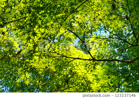 Hondo-ji Temple: Beautiful green maples (Matsudo City, Chiba Prefecture) 123137146