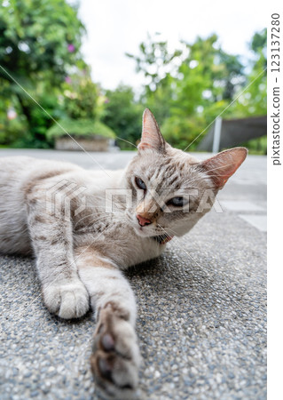 Playful Blue-Eyed Cat Reaching Out with Paw on Stone Tiles in Lush Garden Playful Blue-Eyed Cat Reaching Out with Paw on Stone Tiles in Lush Garden 123137280