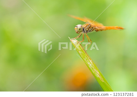Golden Dragonfly Perched on Green Grass Blade, Close-Up Macro Shot 123137281