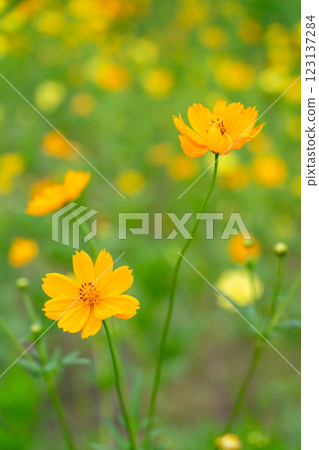 Vibrant Yellow Cosmos Flowers Blooming in a Lush Green Field, Bangkok, Thailand 123137284