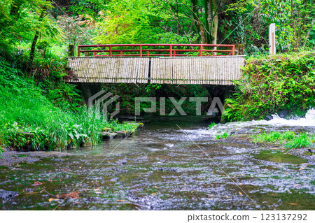 [#Kumamoto] Shirakawa River Source 123137292