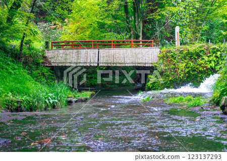 [#Kumamoto] Shirakawa River Source 123137293