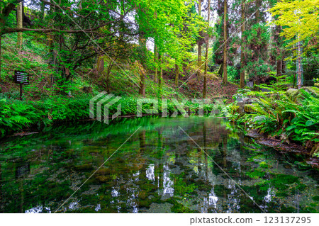 [#Kumamoto] Shirakawa River Source 123137295
