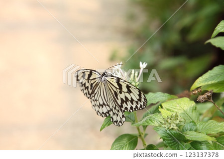 Ogomadara Ogomadara 123137378