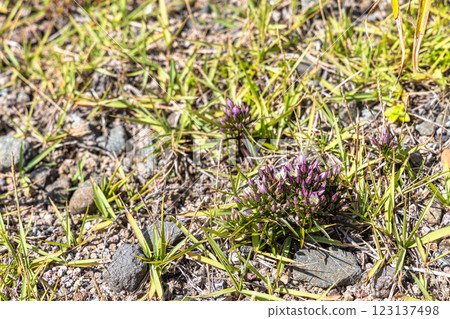[新潟縣_佐渡_Sentella japonica] 第二年十月莖生長時形成的芽 123137498