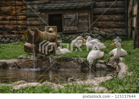 A serene rural scene featuring white ducks resting and drinking by a natural pond, geese, farm life A serene rural scene featuring white ducks resting and drinking by a natural pond, geese, farm life 123137644