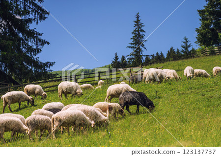 "Grazing Sheep in a Peaceful Countryside" 123137737