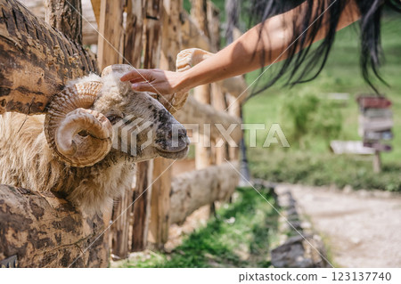 "Grazing ram in a Peaceful Countryside" "Grazing ram in a Peaceful Countryside" 123137740