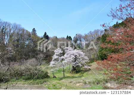 Nagasawa Cherry Blossoms (Fukushima Prefecture) 123137884
