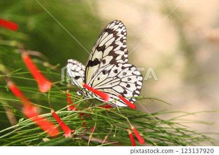 帛和紅蝴蝶 123137920