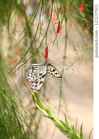 帛和紅蝴蝶 123137921