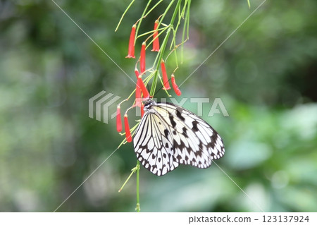 Idea leuconoe and red butterflies Idea leuconoe and red butterflies 123137924
