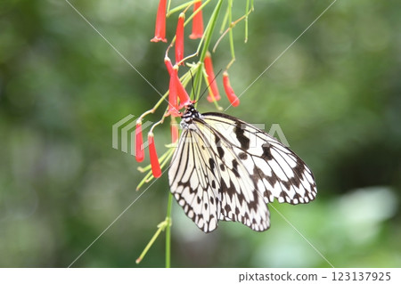 帛和紅蝴蝶 123137925