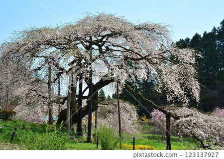 Jizo Sakura of Nakajima (Fukushima Prefecture) 123137927