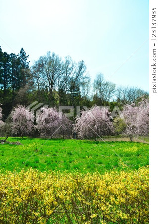 Jizo Sakura of Nakajima (Fukushima Prefecture) 123137935