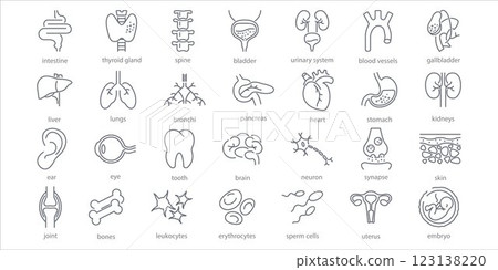 Human internal organs line icons set. Stomach, spine, joint, heart, embryo, bile, lung, dermis, heart, bone, vessels liver brain eye ear thyroid gland kidneys vector illustration Human internal organs line icons set. Stomach, spine, joint, heart, embryo, bile, lung, dermis, heart, bone, vessels liver brain eye ear thyroid gland kidneys vector illustration 123138220