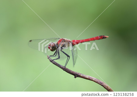 蜻蜓夏日紅 蜻蜓夏日紅 123138258