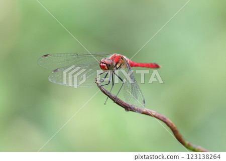 Dragonfly Summer Red Dragonfly Summer Red 123138264