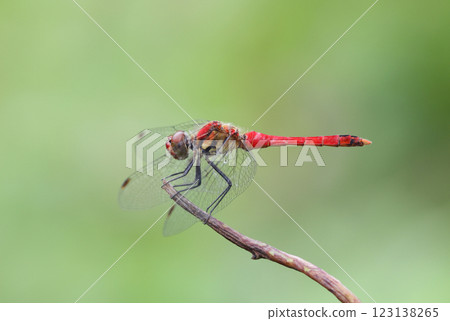 Dragonfly Summer Red 123138265
