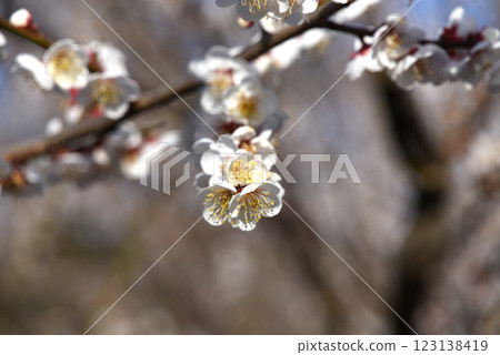 White plum White plum 123138419