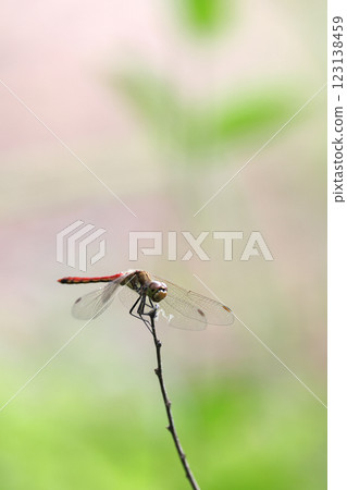 Dragonfly dragonfly 123138459