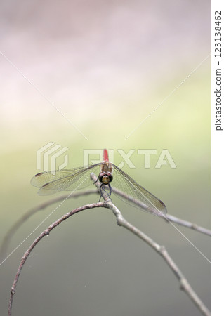 蜻蜓蜻蜓 123138462