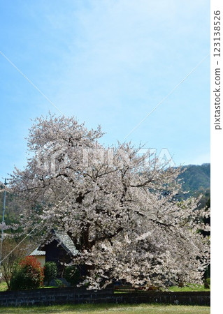 Cherry blossoms in Sakuhana Onsen Town (Niigata Prefecture) 123138526