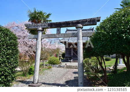 佐久花溫泉：佐取戰場的櫻花（新潟縣） 123138585