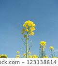 油菜花開向藍天 123138814