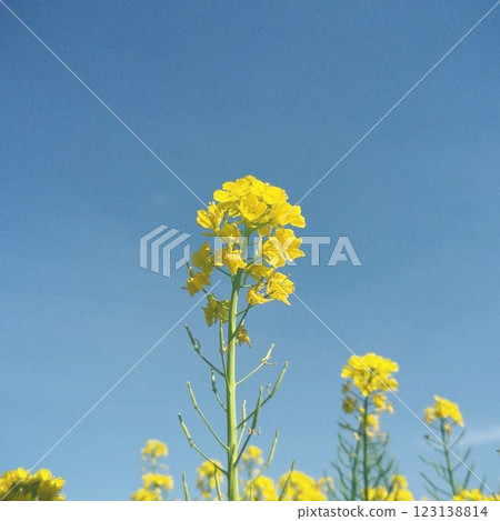 油菜花開向藍天 油菜花開向藍天 123138814