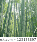 安靜的竹林 123138897