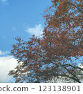 秋天天空和秋葉 123138901