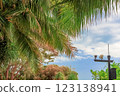 View of the crown of a coconut tree with coconut fruits against a blue sky. Sanya, China 123138941