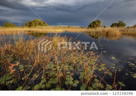 The Okavango Delta - Botswana - Africa The Okavango Delta - Botswana - Africa 123139199