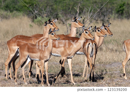 Group of female Impala - Botswana - Africa Group of female Impala - Botswana - Africa 123139200