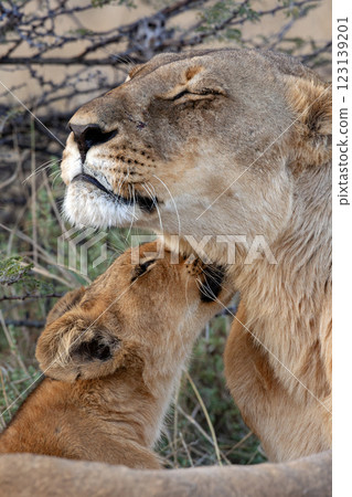 Lioness with her cub - Botswana - Africa Lioness with her cub - Botswana - Africa 123139201