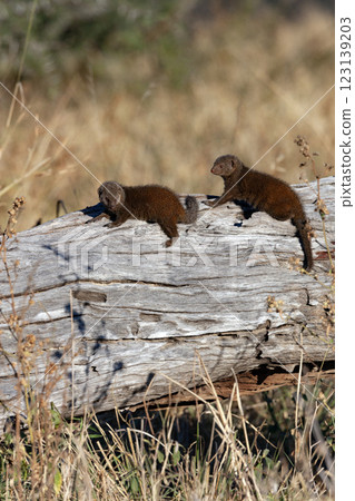 Dwarf Mongoose  - Botswana - Africa 123139203